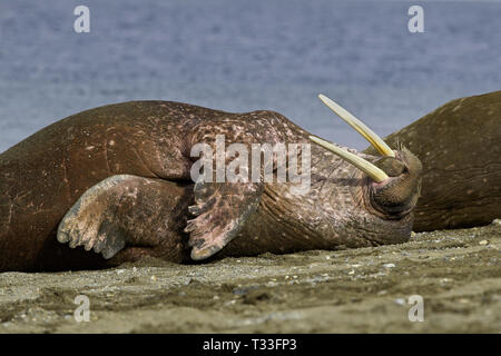 Atlantik, Odobenus rosmarus Walrus, Spitzbergen, Arktis, Norwegen Stockfoto