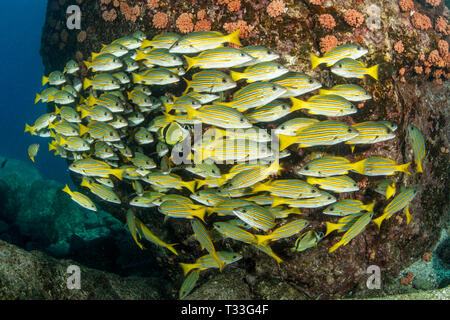 Blau-gold Snapper, Lutjanus viridis, La Paz, Baja California Sur, Mexiko Stockfoto