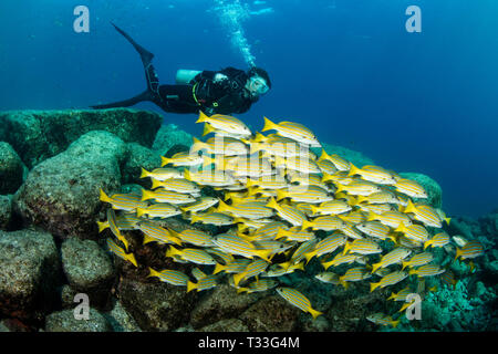 Blau-gold Snapper, Lutjanus viridis, La Paz, Baja California Sur, Mexiko Stockfoto