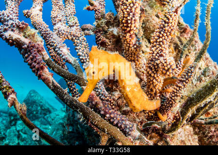 Pacific Seahorse, Hippocampus ingens, La Paz, Baja California Sur, Mexiko Stockfoto