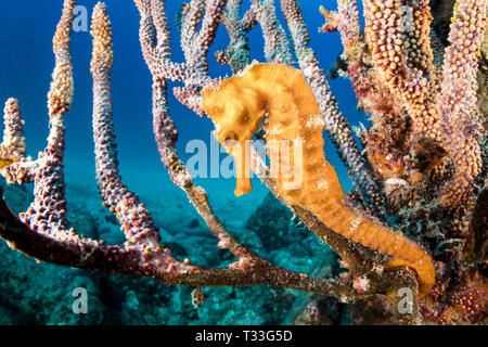 Pacific Seahorse, Hippocampus ingens, La Paz, Baja California Sur, Mexiko Stockfoto