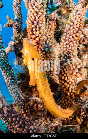 Pacific Seahorse, Hippocampus ingens, La Paz, Baja California Sur, Mexiko Stockfoto