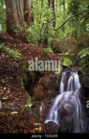 Redwoods und Feder Wasserfall Big Basin State Park, Santa Cruz Mountains Stockfoto