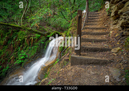 Wanderweg Schritte & unteren Goldenen Cascade Falls - Big Basin State Park, Santa Cruz Mountains Stockfoto