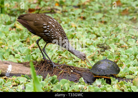 Eine limpkin (Aramus guarauna) und einem Florida Red-bellied cooter (Pseudemys nelsoni) auf einem Baumstamm durch Wasser Kohl in Corkscrew Swamp Sanctuary, Fl umgeben Stockfoto