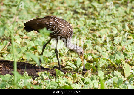 Limpkin (Aramus guarauna) Essen eine Apfelschnecke in Wasser Kraut verfangen, Wasser, Sumpf, Corkscrew Swamp Sanctuary, Florida, USA Stockfoto