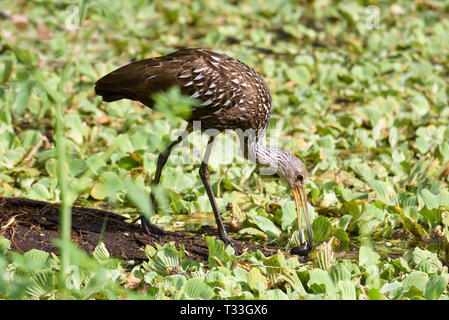 Limpkin (Aramus guarauna) Essen eine Apfelschnecke in Wasser Kraut verfangen, Wasser, Sumpf, Corkscrew Swamp Sanctuary, Florida, USA Stockfoto