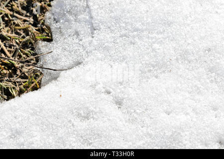 Zusammenfassung Hintergrund von Schnee und Frühling Boden mit trockenem Gras Nahaufnahme Stockfoto
