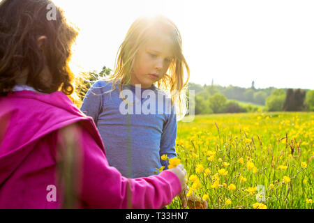 Kleine Mädchen Kommissionierung Butterblumen auf der Wiese am Himmel Bauernhof Campingplatz, Sussex, UK Stockfoto