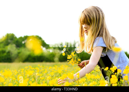 Junge Mädchen Kommissionierung Butterblumen auf der Wiese am Himmel Bauernhof Campingplatz, Sussex, UK Stockfoto