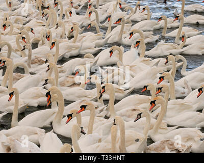 Höckerschwäne Cygnus olar auf die Flotte Lagune Dorset Stockfoto