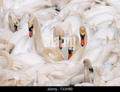 Höckerschwäne Cygnus olar auf die Flotte Lagune Dorset Stockfoto