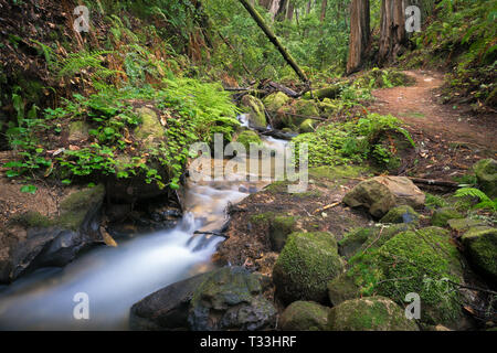 Berry Creek Wanderweg & Big Basin Redwoods State Park, Santa Cruz Mountains Stockfoto