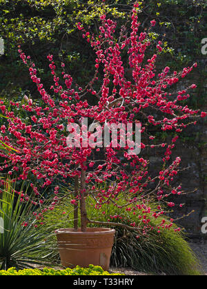 Peach Tree Prunus Persica Melred in Blume Stockfoto