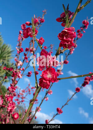 Peach Tree Prunus Persica Melred in Blume Stockfoto