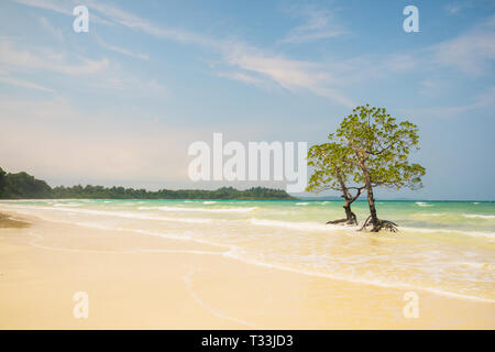 Einsame Mangrove Tree. Schöne Mangroven mit üppigen Laub- Krone im Meer Wasser auf einem sauberen Strand auf dem Hintergrund des Meeres und bewölkter Himmel Stockfoto