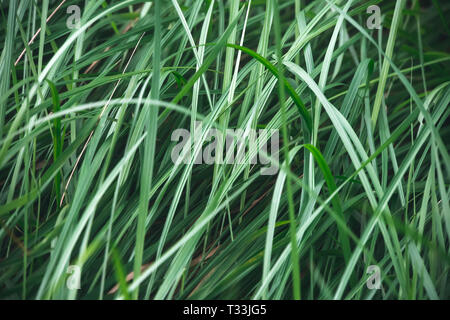 Wassertropfen auf Gras in der Natur. Makro. Hohe Stängel von grünem Gras. Grüne Textur. Stockfoto