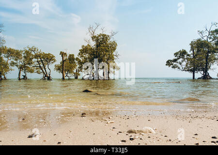 Mangrovenwald ist reich und umgeben von Bäumen in Phuket, Thailand. Stockfoto