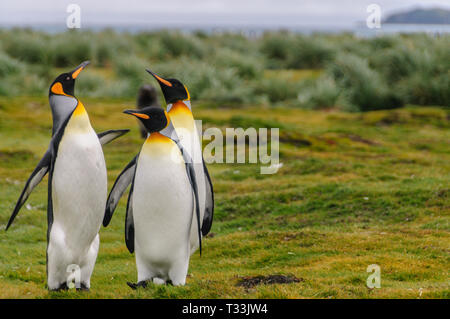 Drei König Pinguin - Aptenodytes patagonicus - Engagieren in einem courtship Ritual, das auf Salisbury Plains, Südgeorgien Stockfoto