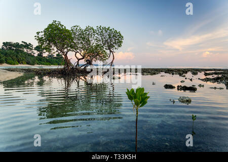 Unberührte Strand auf Havelock Island, Andaman und Nicobar Inseln, Indien. Schönen Abend Landschaft am Strand von Neil Insel. Mangrove spiegelt sich i Stockfoto