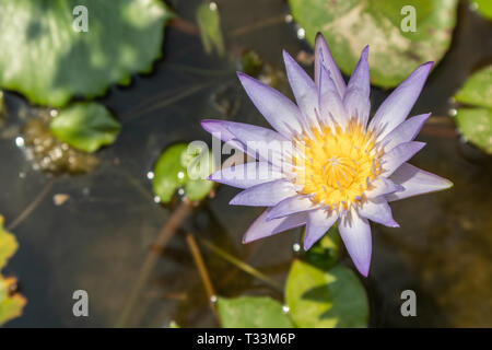 Ansicht von oben schöne Lotus Blume im Teich. Seerose oben schwebend im Wasser. Stockfoto