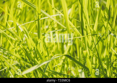 Grün bunte Gras. Zusammenfassung Hintergrund. Gras in gelb Sonnenlicht stammt. einen dicken Büschel Gras Stockfoto