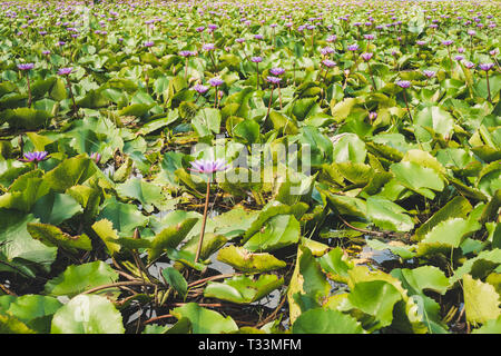 Schönen violetten Blüten der Seerosen oder Lotus und Blätter auf dem Wasser Oberfläche unter wasser lilie Feld Stockfoto