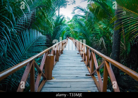 Eine lange Holzbrücke mit einem Handlauf durch das dichte Unterholz des Dschungels. Entlang der Kanten sind lange grüne Palmen in Blätter. persp Stockfoto