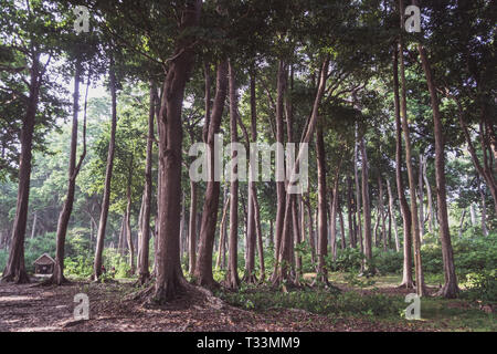Schönen grünen Wald. hohen Baumstämmen mit einem üppigen Krone Stockfoto