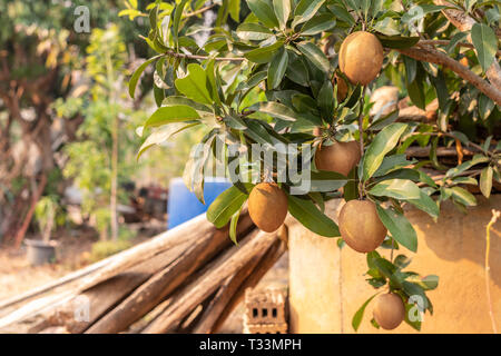 Frische braune Sapodilla Frucht am Baum. Stockfoto