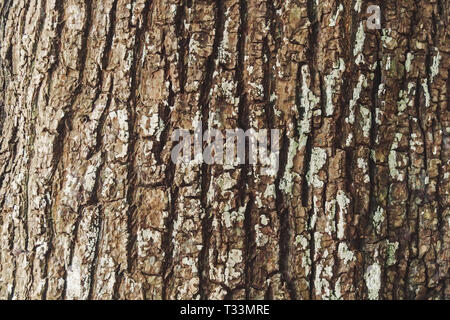 Geprägte Struktur der braune Rinde eines Baumes Flechten auf. Rinde einer Eiche. Stockfoto