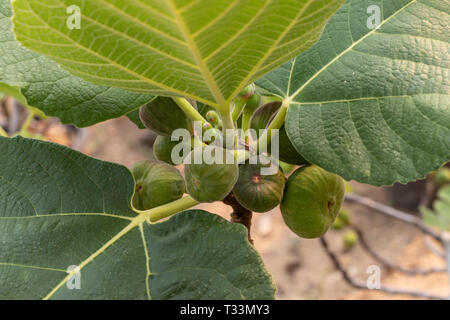 Close up raw gemeinsame Bild auf dem Baum im Garten. Stockfoto