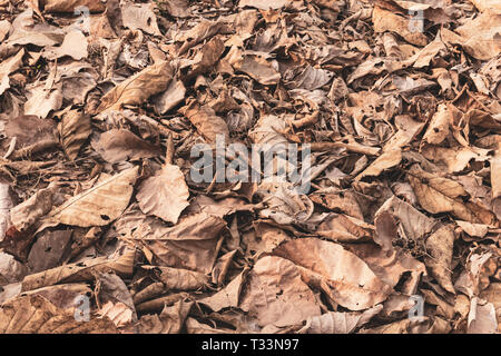 Trockene Blätter im Herbst im Wald, getrocknete Blätter auf dem Boden gestapelt. Stockfoto