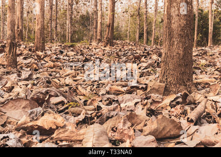 Trockene Blätter im Herbst und die Bäume im Wald, getrocknete Blätter auf dem Boden gestapelt. Stockfoto