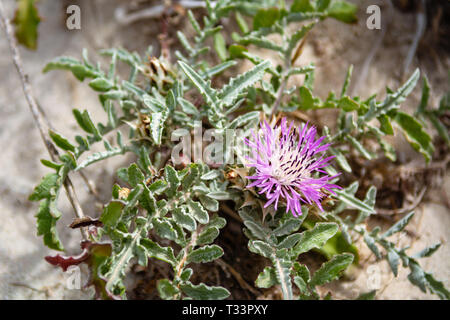 Blumen wachsen auf den Dünen von Elafanisi Beach auf Kreta, Griechenland Stockfoto