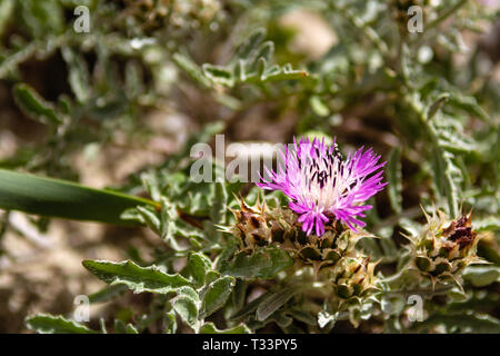 Blumen wachsen auf den Dünen von Elafanisi Beach auf Kreta, Griechenland Stockfoto