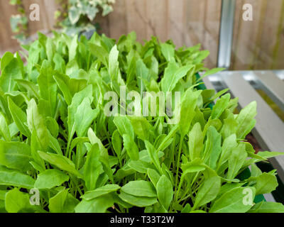 Rauke oder Rucola (Eruca sativa) Sämlinge in einem Gewächshaus. Stockfoto