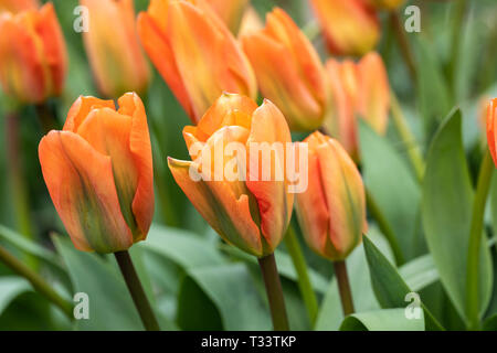 Nahaufnahme von Tulipa Fosteriana Orange Kaiser. Eine leuchtende orange Tulpe blüht im April, England, Großbritannien Stockfoto