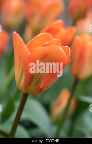 Nahaufnahme von Tulipa Fosteriana Orange Kaiser. Eine leuchtende orange Tulpe blüht im April, England, Großbritannien Stockfoto
