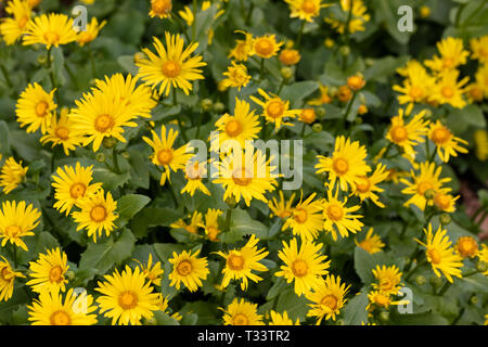 Rudbeckia laciniata - Cutleaf Coneflower blüht in einem englischen Garten England, Großbritannien Stockfoto