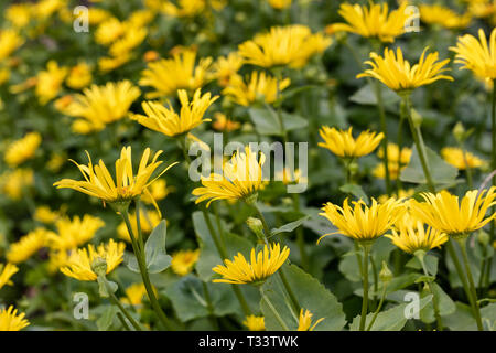 Rudbeckia laciniata - Cutleaf Coneflower blüht in einem englischen Garten England, Großbritannien Stockfoto