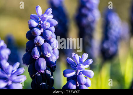 Muscari Armeniacum Blume oder allgemein bekannt als Trauben Hyazinthe im defokussierten Frühlingsgarten. Stockfoto