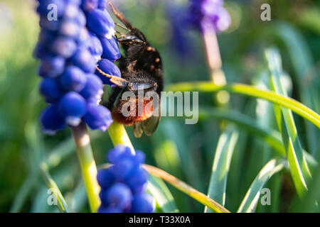 Nahaufnahme von Garten, Hummel oder kleinen Garten Hummeln (Bombus hortorum) Nektar sammeln von a Creeping thistle Blume Stockfoto