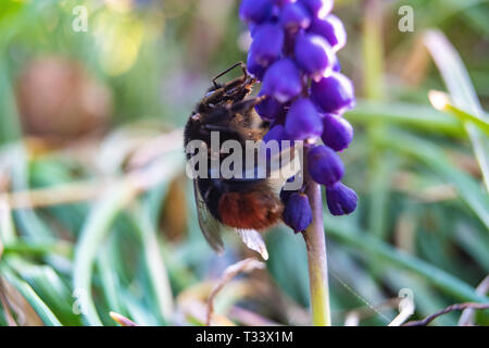Nahaufnahme von Garten, Hummel oder kleinen Garten Hummeln (Bombus hortorum) Nektar sammeln von a Creeping thistle Blume Stockfoto