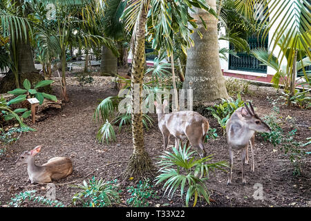 Cartagena Kolumbien, Bocagrande, Hotel Caribe, Hotel, kleiner Hirsch, Innenhof, Gartenzoo, COL190121113 Stockfoto