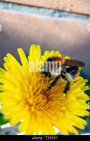 Nahaufnahme von Garten, Hummel oder kleinen Garten Hummeln (Bombus hortorum) Nektar sammeln von a Creeping thistle Blume Stockfoto