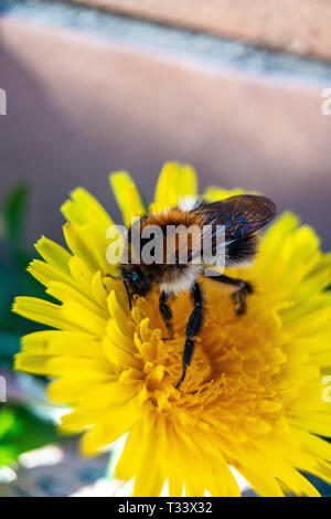 Nahaufnahme von Garten, Hummel oder kleinen Garten Hummeln (Bombus hortorum) Nektar sammeln von a Creeping thistle Blume Stockfoto