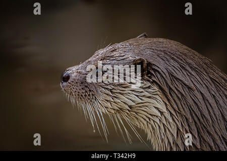 Portrait einer Otter Lutrinae Stockfoto