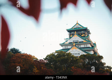 Burg von Osaka im Herbst in Japan Stockfoto