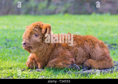 Ein neugeborenes Braun schottische Highlander Kalb in grünen Weide liegend Stockfoto